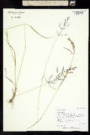 Attēlu rezultāti vaicājumam “Agrostis stolonifera subsp. straminea”