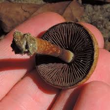 Attēlu rezultāti vaicājumam “Psathyrella lacrymabunda”