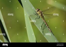 Attēlu rezultāti vaicājumam “Aeshna mixta female”