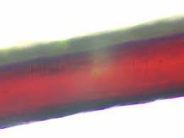 Attēlu rezultāti vaicājumam “Stemonitis flavogenita stalked”