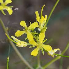 Attēlu rezultāti vaicājumam “Sisymbrium altissimum leaf”