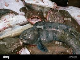 Image result for Lophius americanus