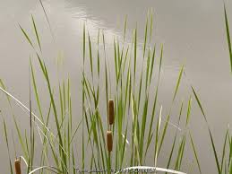 Attēlu rezultāti vaicājumam “Typha latifolia”
