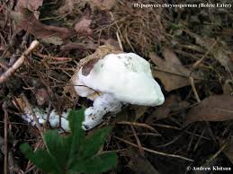 Attēlu rezultāti vaicājumam “Hypomyces chrysospermus”