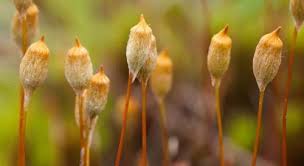 Attēlu rezultāti vaicājumam “Homomallium incurvatum sporophyte”