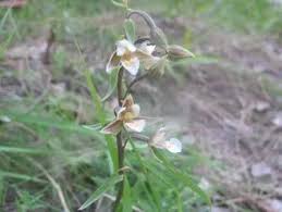 Attēlu rezultāti vaicājumam “Epipactis palustris bud”