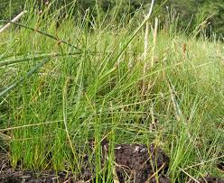 Attēlu rezultāti vaicājumam “Eleocharis quinqueflora”