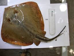 Image result for Dasyatis pastinaca