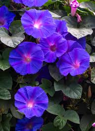 Image result for Ipomoea Lavender