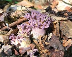 Attēlu rezultāti vaicājumam “Clavulina amethystina”