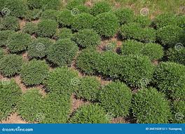 Attēlu rezultāti vaicājumam “Sedum aizoon fruit”