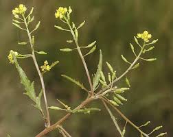 Attēlu rezultāti vaicājumam “Rorippa palustris flower”