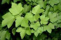 Attēlu rezultāti vaicājumam “Ribes spicatum”