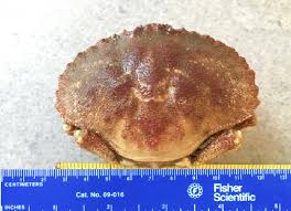 Image result for Cancer borealis