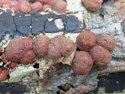 Attēlu rezultāti vaicājumam “Hypoxylon fuscum”