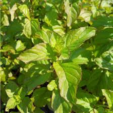 Attēlu rezultāti vaicājumam “Mentha x piperita”