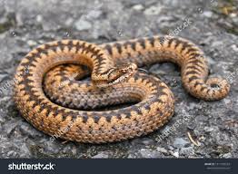 Attēlu rezultāti vaicājumam “Vipera berus”