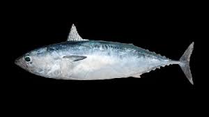 Image result for Katsuwonus pelamis