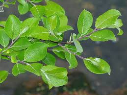 Attēlu rezultāti vaicājumam “Salix caprea leaf”