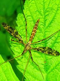 Attēlu rezultāti vaicājumam “Epiphragma ocellare”