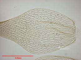 Attēlu rezultāti vaicājumam “Sphagnum teres”