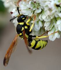 Attēlu rezultāti vaicājumam “Ancistrocerus sp.”