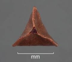 Attēlu rezultāti vaicājumam “Rumex confertus fruit”