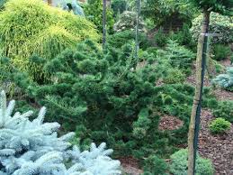 Attēlu rezultāti vaicājumam “Larix decidua”