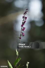 Attēlu rezultāti vaicājumam “Epipactis atrorubens bud”