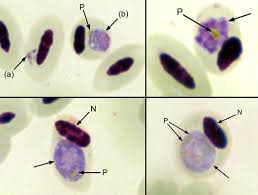 Attēlu rezultāti vaicājumam “Reticularia lobata plasmodium”
