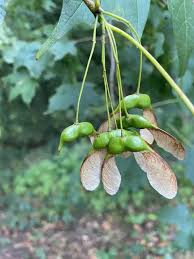 Attēlu rezultāti vaicājumam “Acer saccharinum fruit”