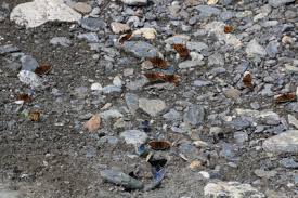 Attēlu rezultāti vaicājumam “Melitaea diamina underside”