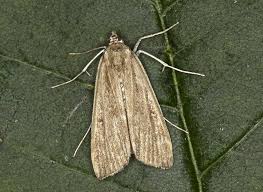 Attēlu rezultāti vaicājumam “Parapoynx stratiotata female”