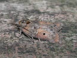 Attēlu rezultāti vaicājumam “Nycteola sp.”