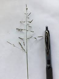 Attēlu rezultāti vaicājumam “Puccinellia distans”