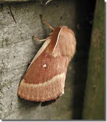 Attēlu rezultāti vaicājumam “Lasiocampa trifolii male”