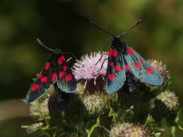 Attēlu rezultāti vaicājumam “Zygaena lonicerae”