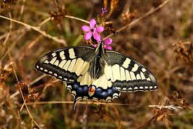 Attēlu rezultāti vaicājumam “Papilio machaon upperside”