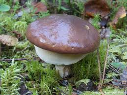 Attēlu rezultāti vaicājumam “Suillus luteus”