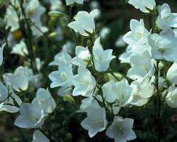 Attēlu rezultāti vaicājumam “Campanula persicifolia leaf”