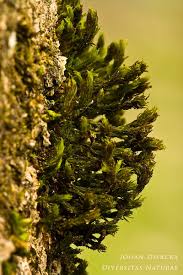 Attēlu rezultāti vaicājumam “Orthotrichum lyellii”