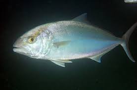 Image result for Seriola dumerili