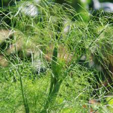 Image result for selvatici tehron