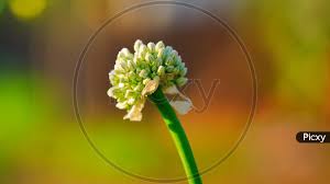 Attēlu rezultāti vaicājumam “Allium cepa bud”