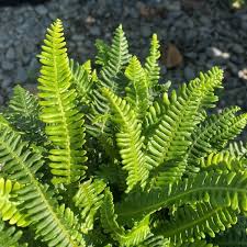 Attēlu rezultāti vaicājumam “Blechnum spicant”