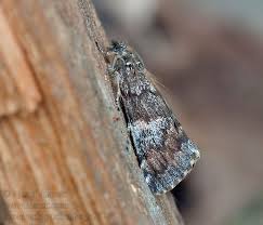 Attēlu rezultāti vaicājumam “Archiearis parthenias”