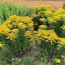 Attēlu rezultāti vaicājumam “Solidago canadensis flower”