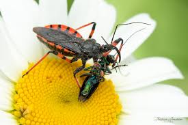 Attēlu rezultāti vaicājumam “Rhynocoris annulatus”