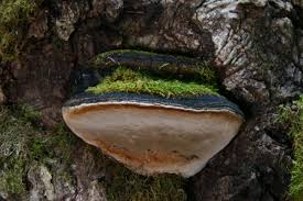 Attēlu rezultāti vaicājumam “Phellinus”