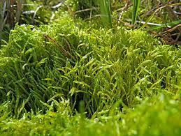 Attēlu rezultāti vaicājumam “Straminergon stramineum”